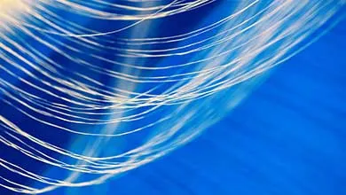 Close-up of thin, white, wispy lines curving over a bright blue background.