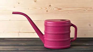 A magenta plastic watering can with a long curved spout, horizontal ridges on its cylindrical body, and a side handle, placed on a dark wooden surface against a light wood-paneled background.